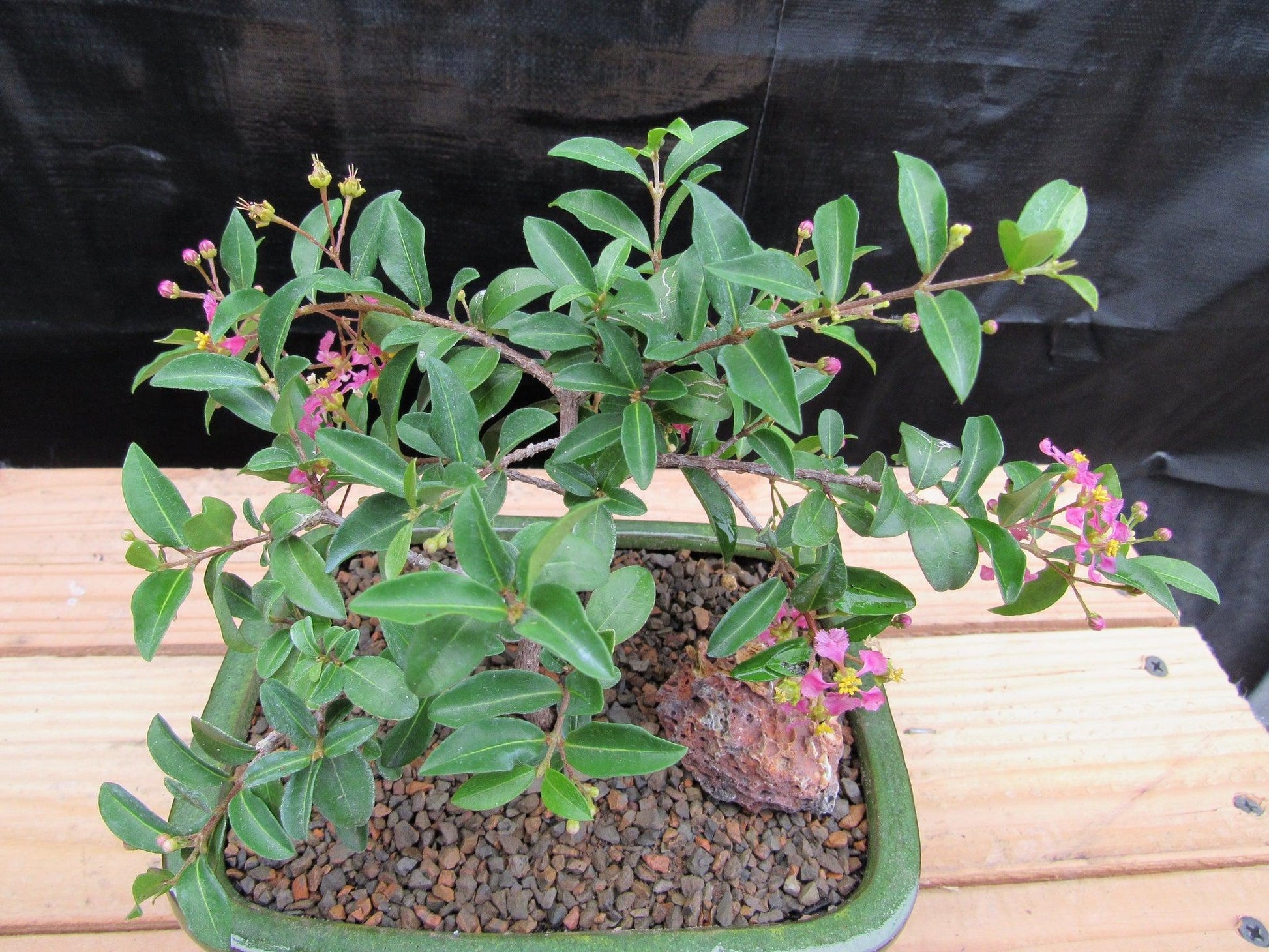 weeping cherry bonsai tree Medium Weeping Barbados Cherry Bonsai Tree – Lovehopegrow
