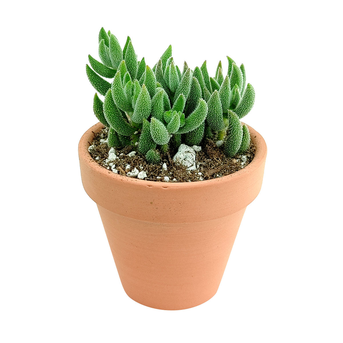 Crassula Mesembryanthemoides