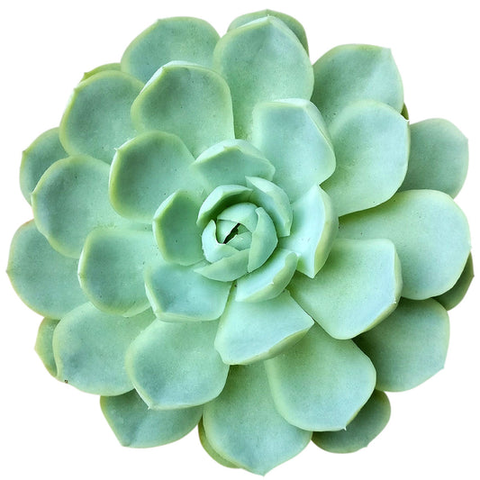 Echeveria Elegans Mexican Snowball