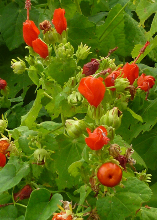 Manzanilla (Malvaviscus arboreus var. drummondii)