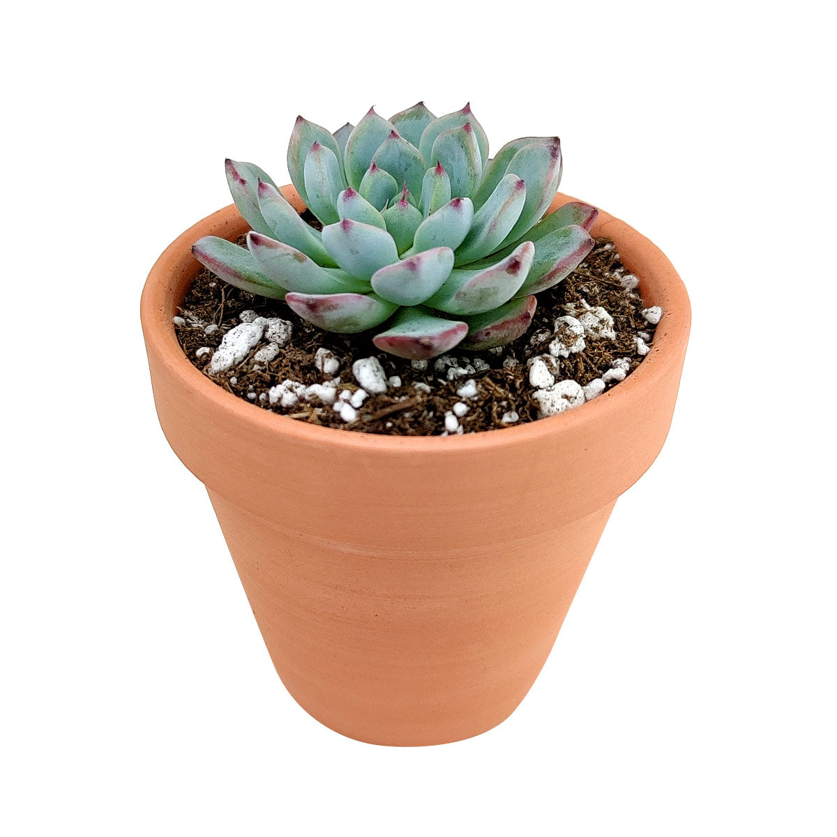 Echeveria Minima