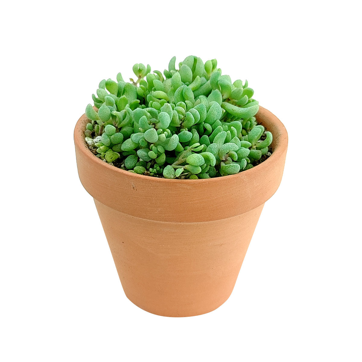 Sedum Minor Succulent