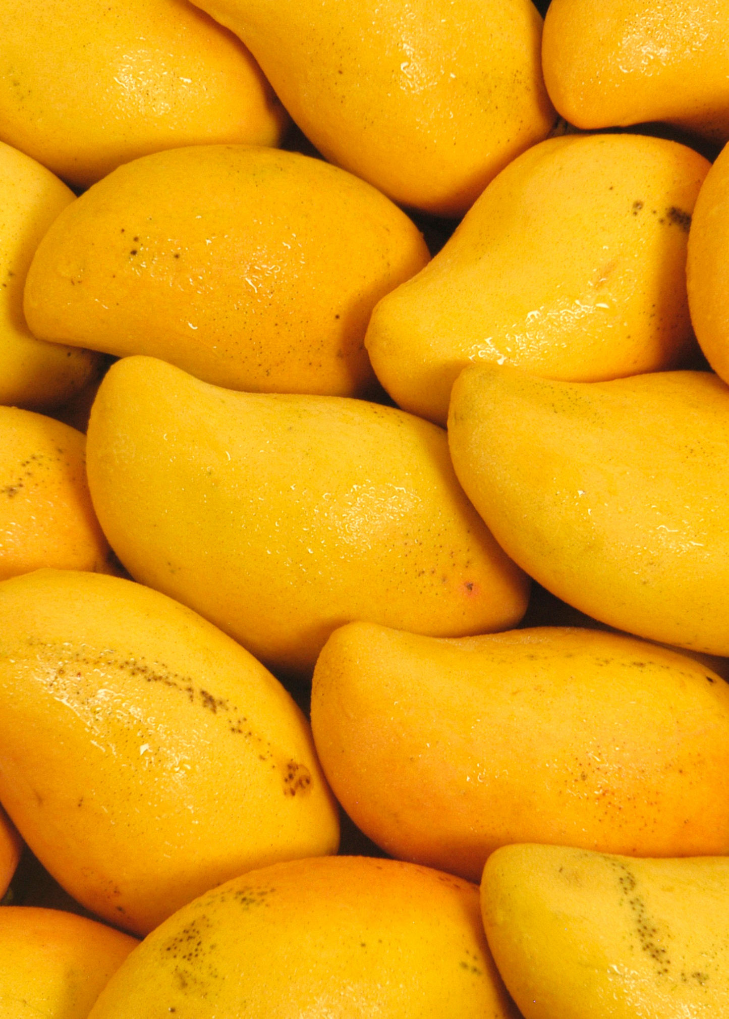 Mango 'Miracle' aka 'Choc-anon' (Mangifera indica)