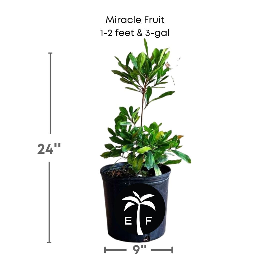 Miracle Fruit Plant (Miracle Berry Tree)