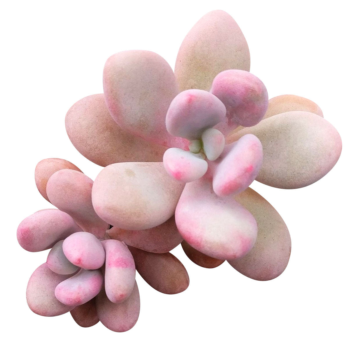 Moonstones Pachyphytum