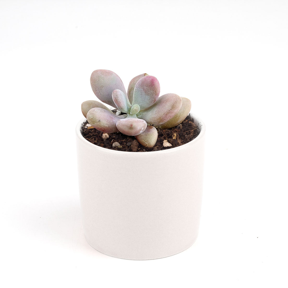 Moonstones Pachyphytum