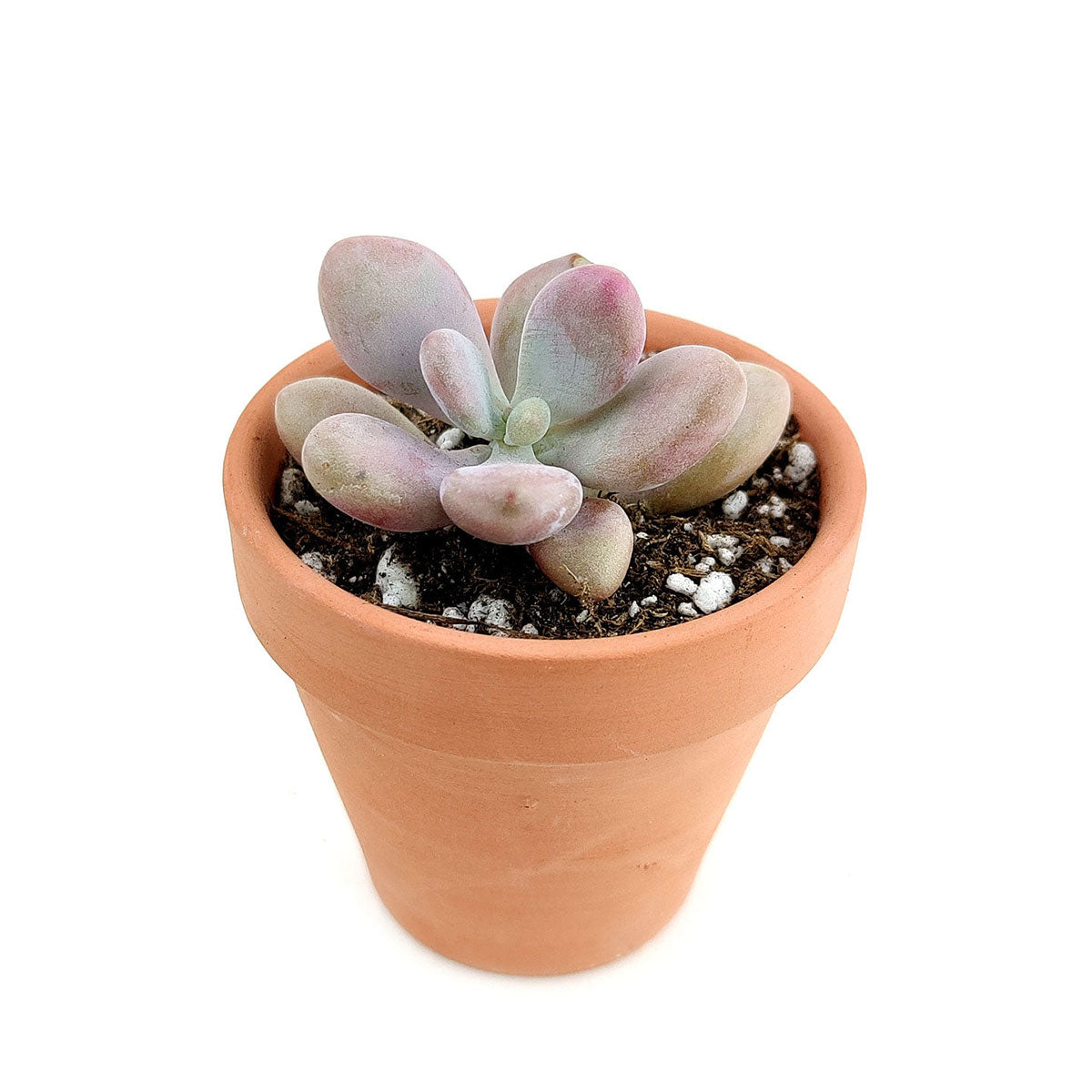 Moonstones Pachyphytum