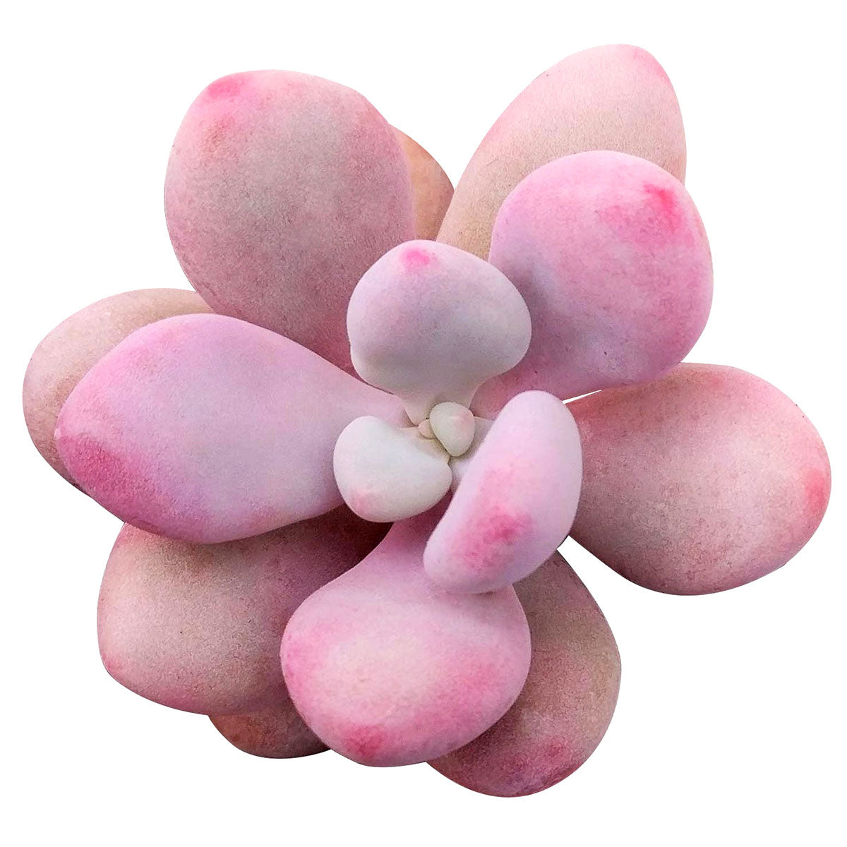 Moonstones Pachyphytum