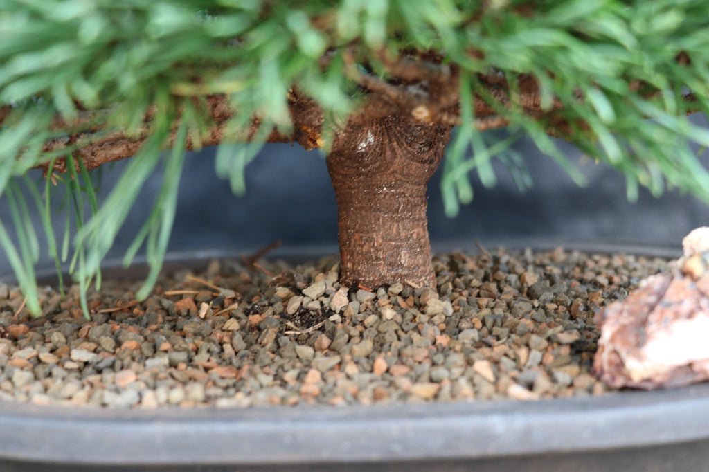 mini pine tree bonsai Mugo Pine Bonsai Tree – Lovehopegrow