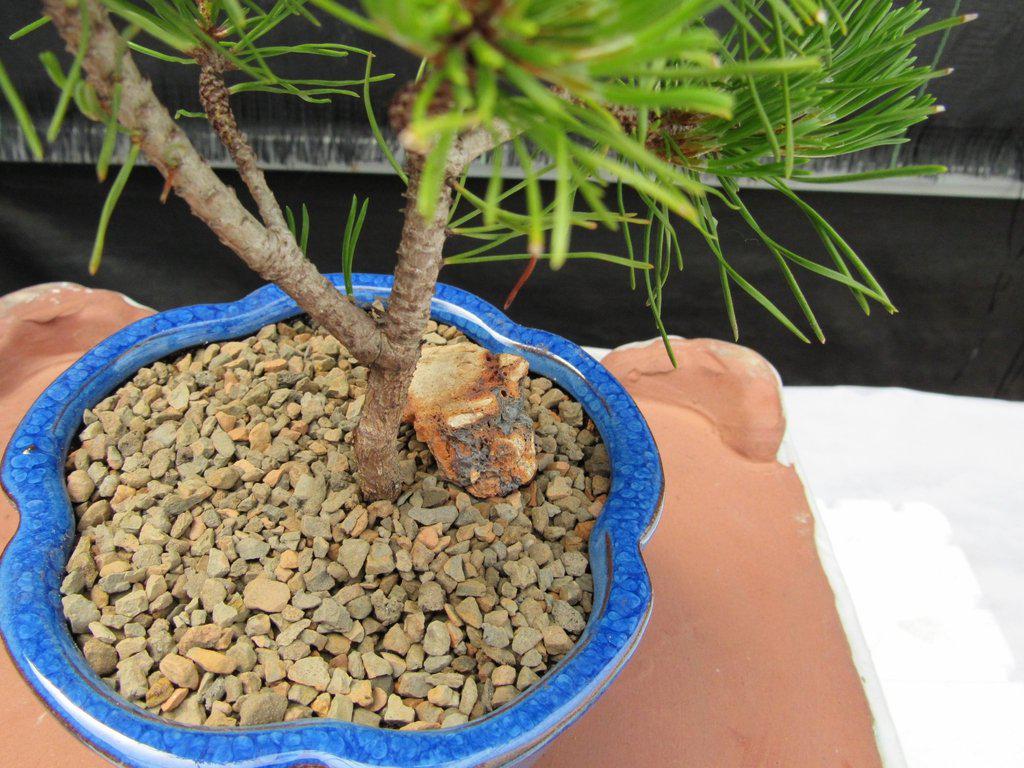 mugo pine bonsai tree Bonsai Boy c2035 Mugo Pine Bonsai Tree - Pinus Mugo Valley Cushion