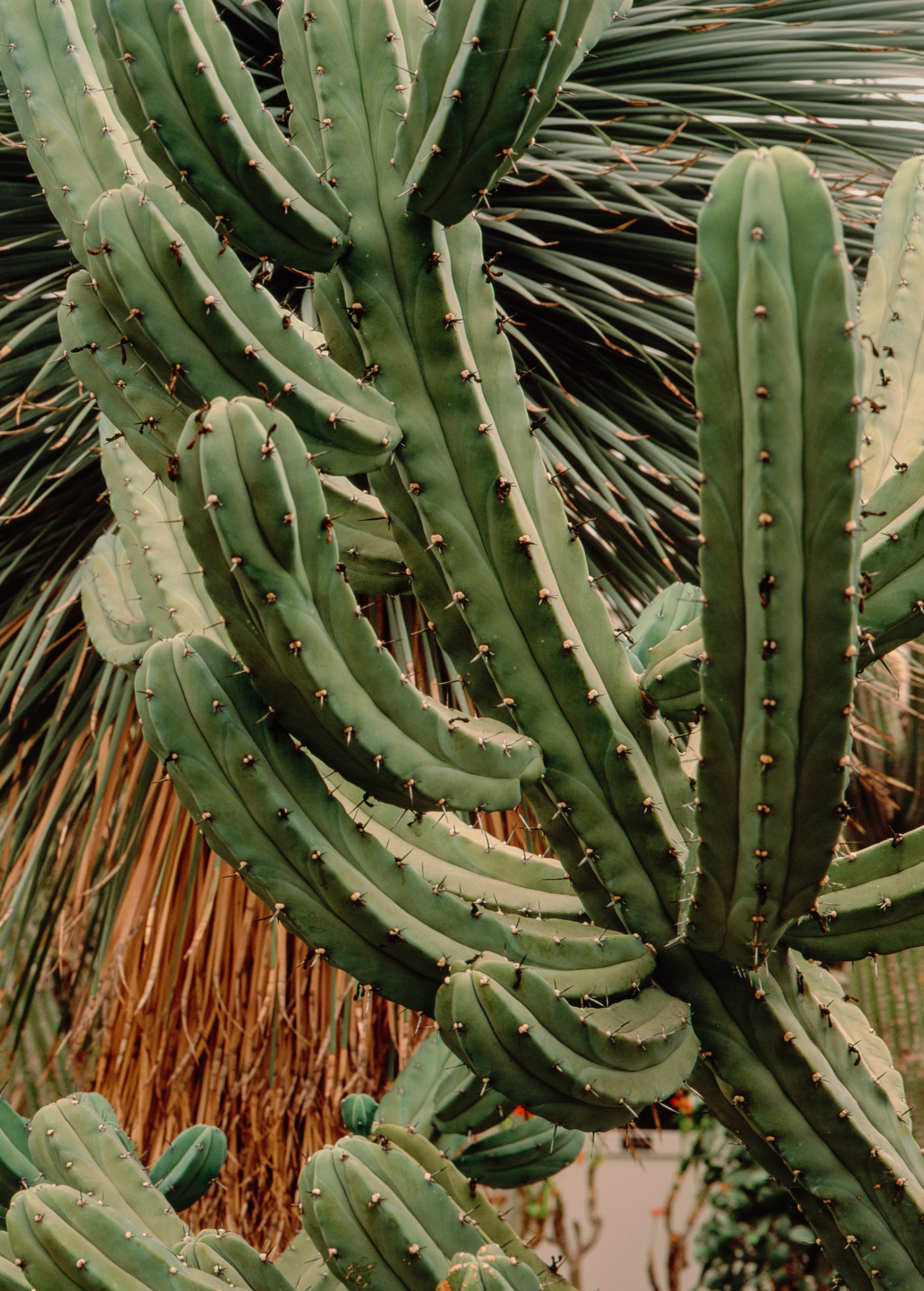Blueberry Cactus (Myrtillocactus geometrizans)