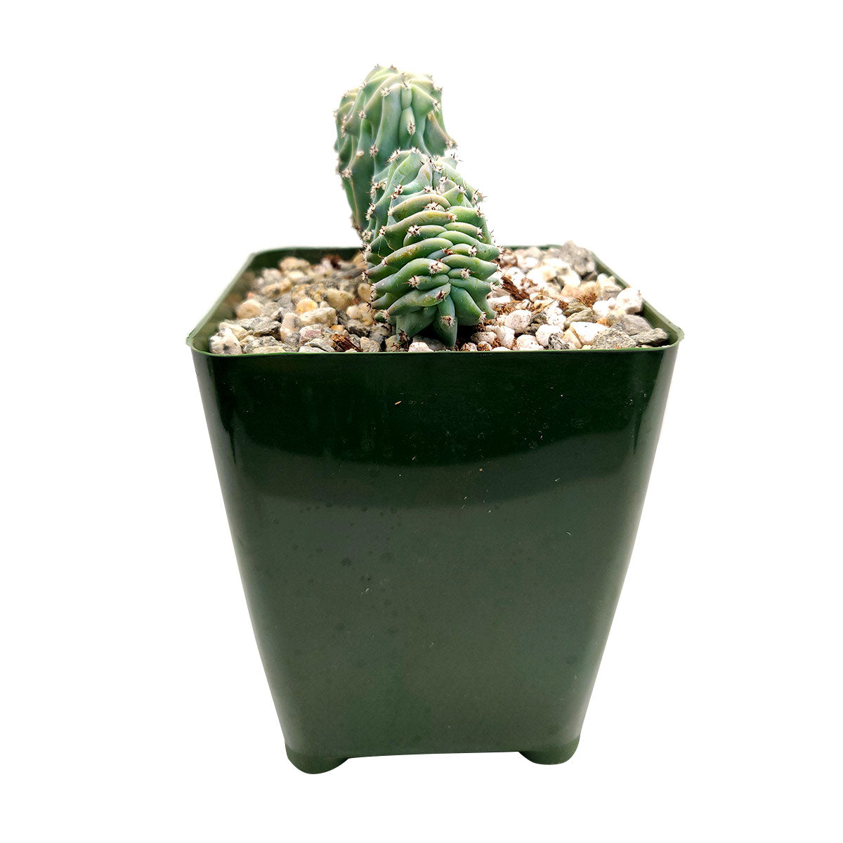 Dinosaur Back Plant Cactus – Lovehopegrow