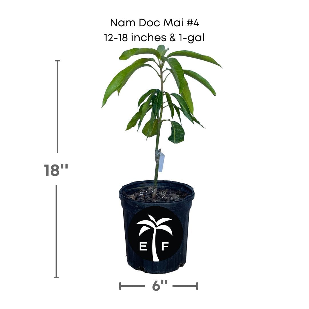 Nam Doc Mai # 4 Dwarf Mango Tree, Grafted