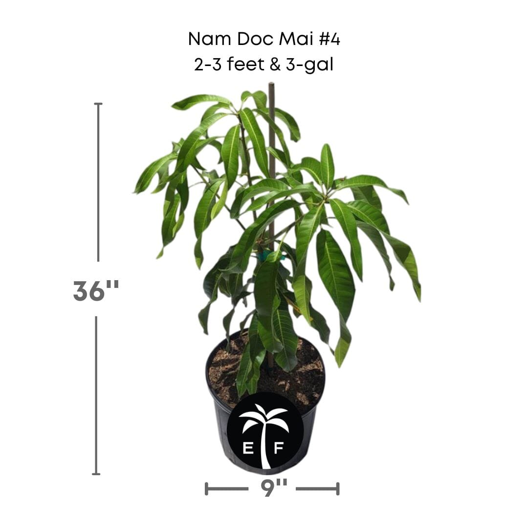 Nam Doc Mai # 4 Dwarf Mango Tree, Grafted