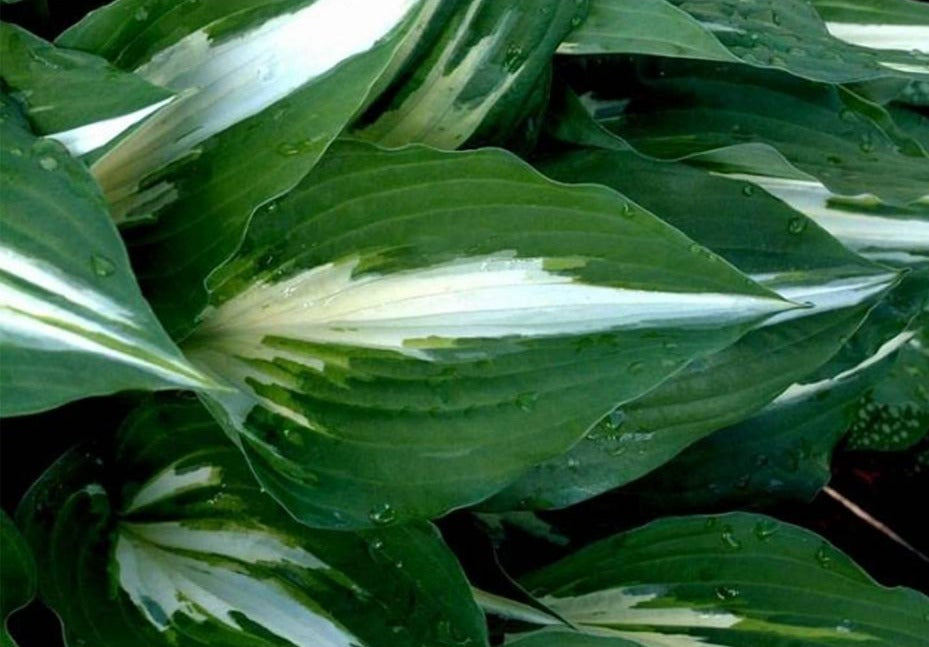 Hosta 'Night Before Christmas'