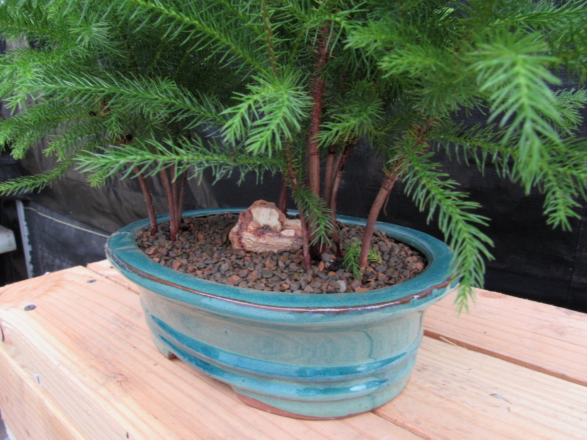 bonsai tree for sale norfolk Norfolk Island Pine Bonsai 3 Tree Forest