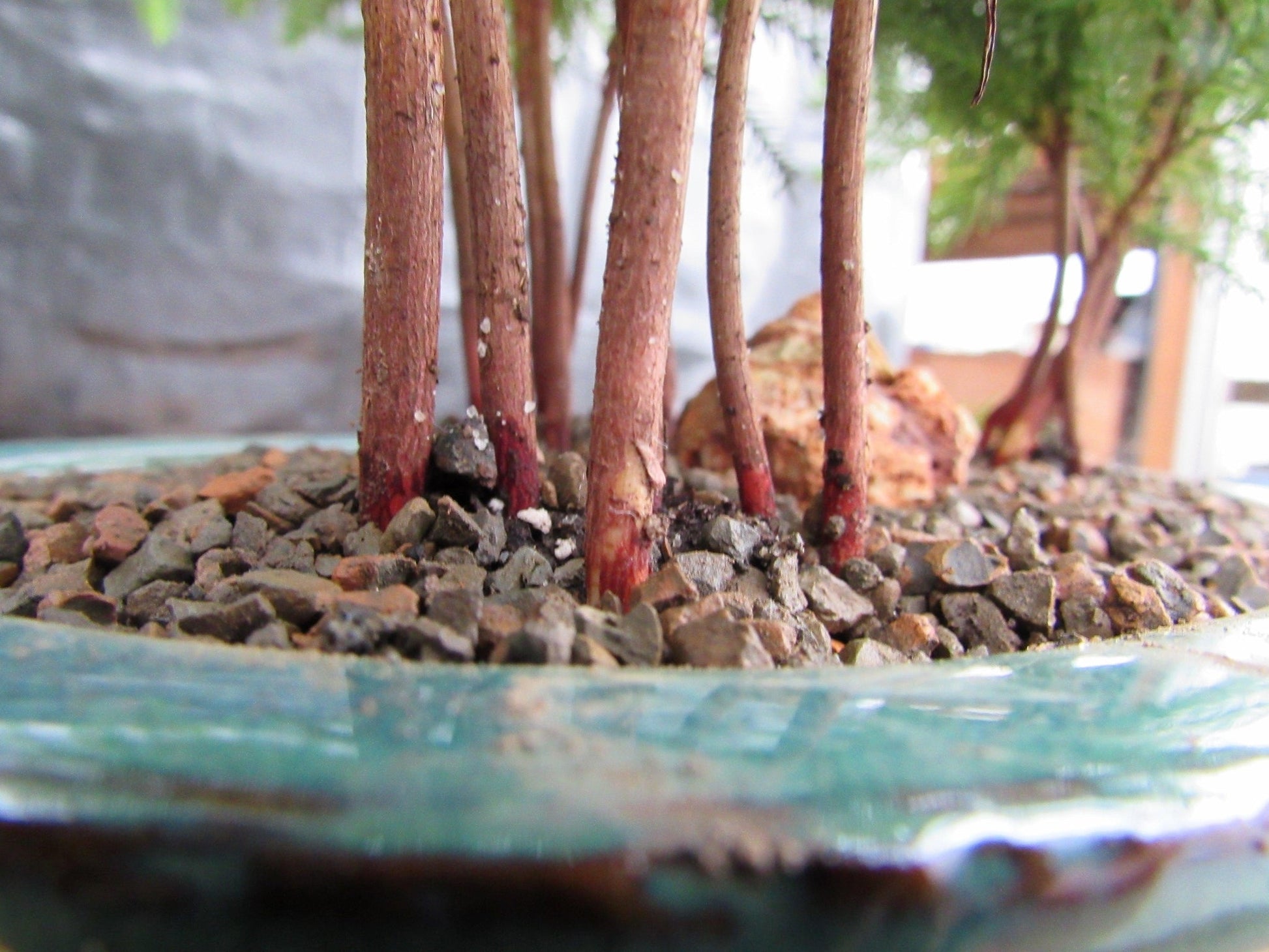 bonsai tree for sale norfolk Norfolk Island Pine Bonsai 3 Tree Forest
