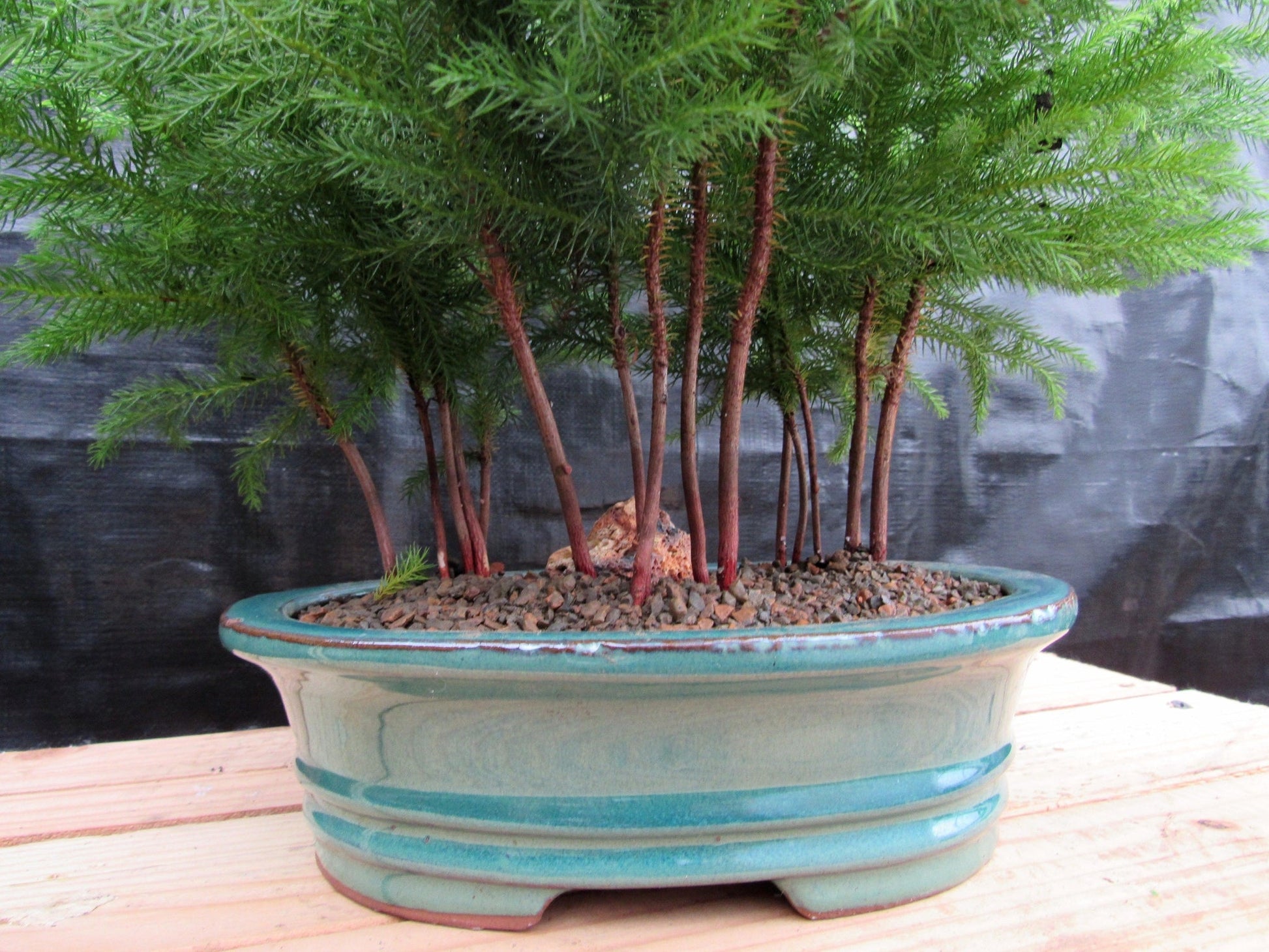 bonsai tree for sale norfolk Norfolk Island Pine Bonsai 3 Tree Forest