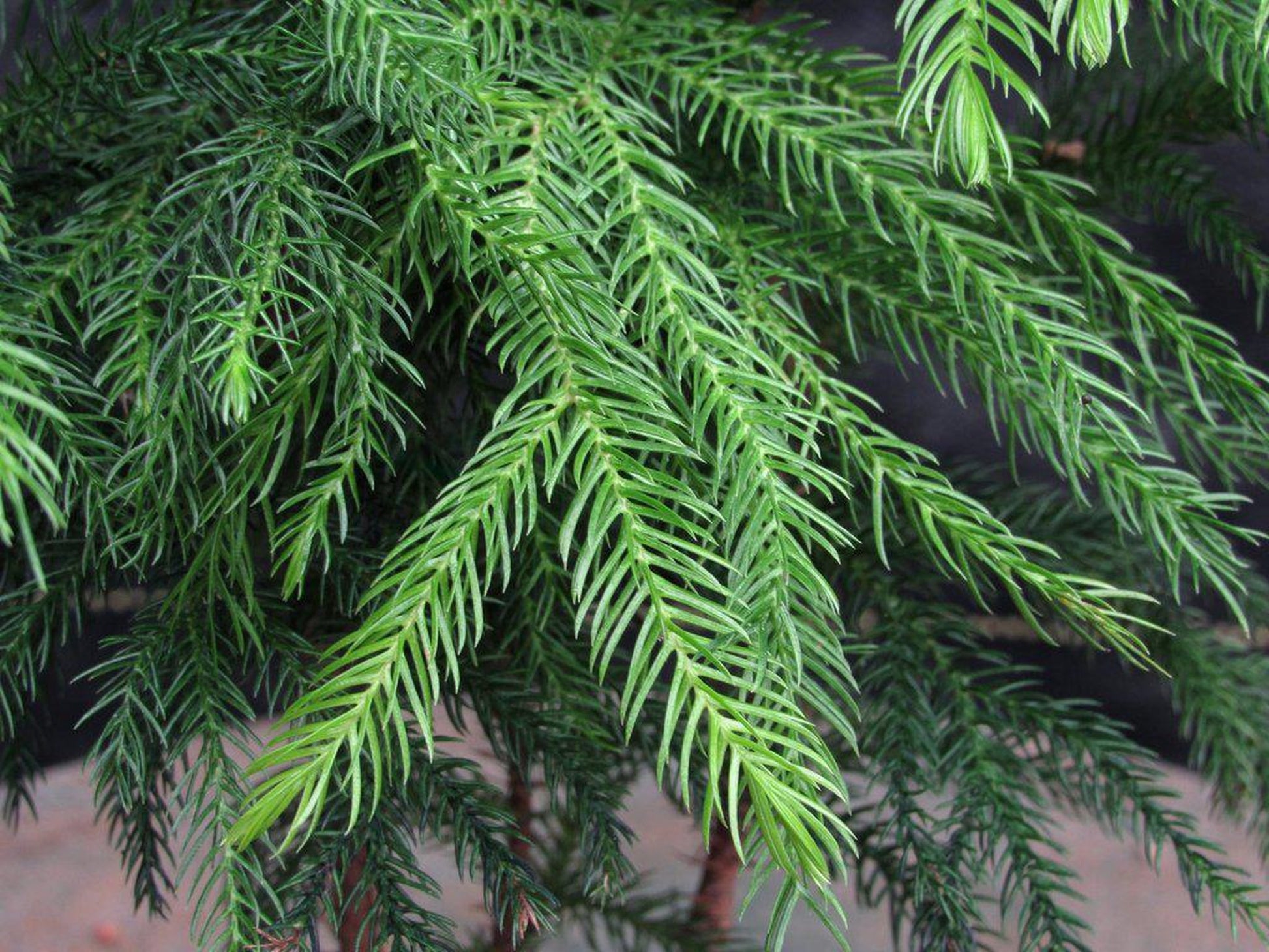 bonsai tree for sale norfolk Norfolk Island Pine Bonsai Tree – Lovehopegrow