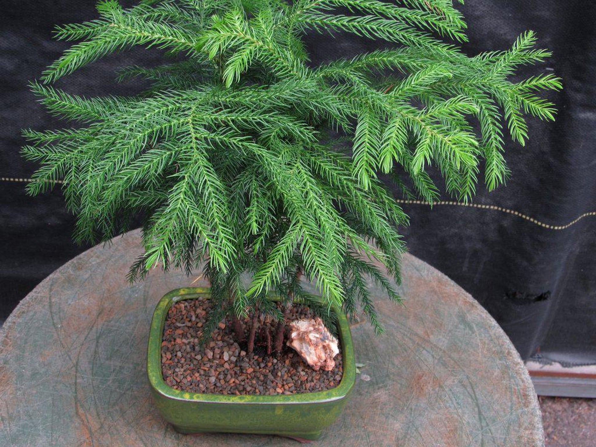 evergreen bonsai tree Norfolk Island Pine Bonsai Tree – Lovehopegrow