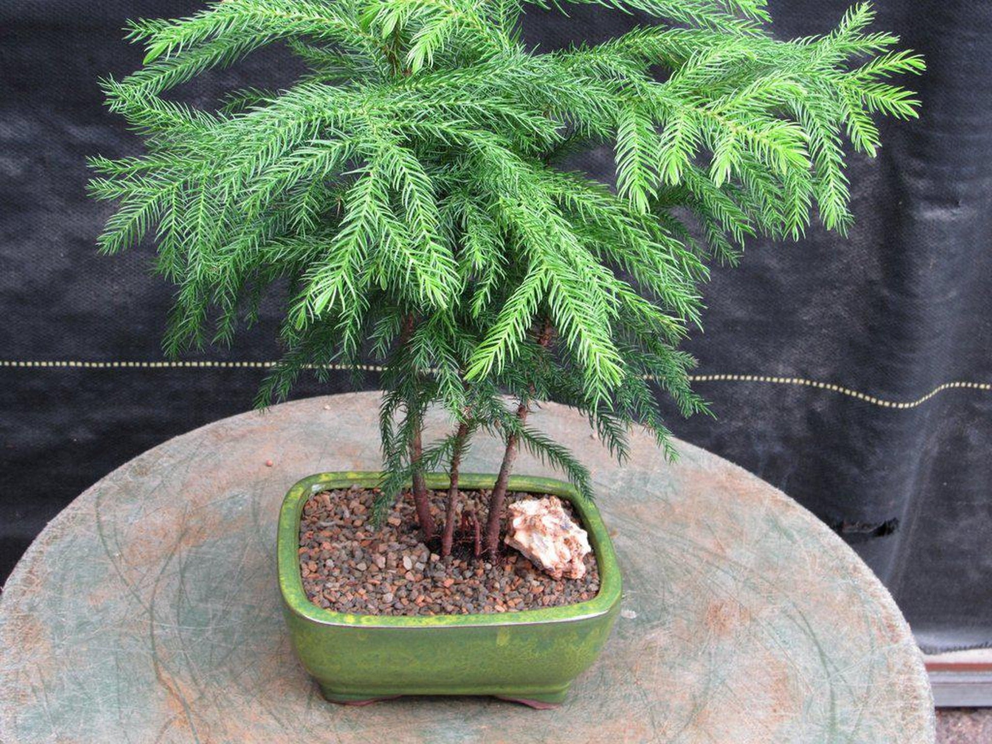 norfolk island pine bonsai tree Norfolk Island Pine Bonsai Tree
