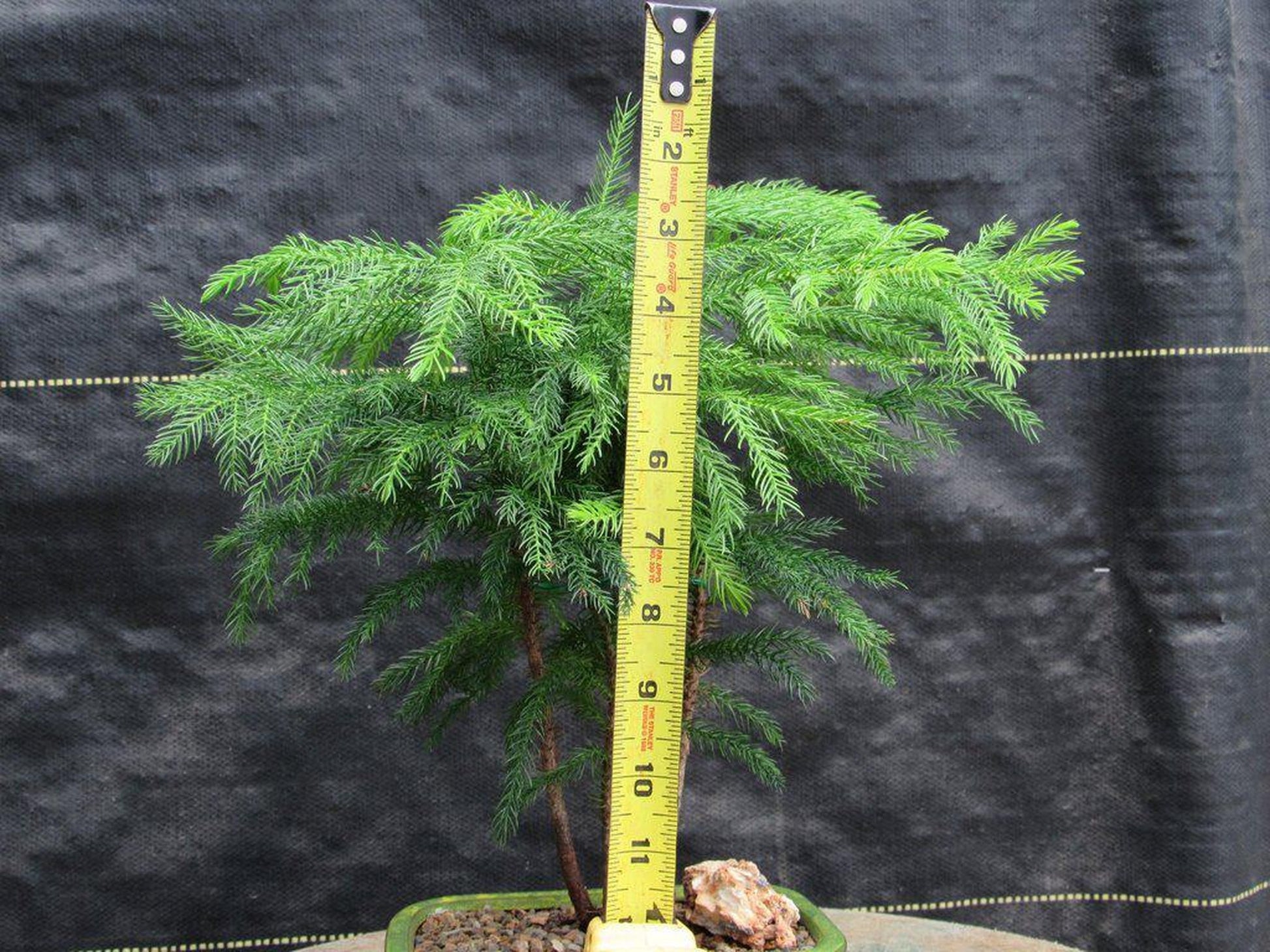 6 foot bonsai tree Norfolk Island Pine Bonsai Tree – Lovehopegrow