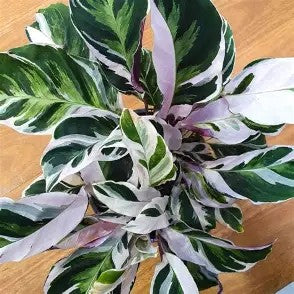 Calathea 'White Fusion' - Goeppertia lietzei White Fusion - Variegated Calathea - Rare Calathea - Pet Friendly Houseplant -
