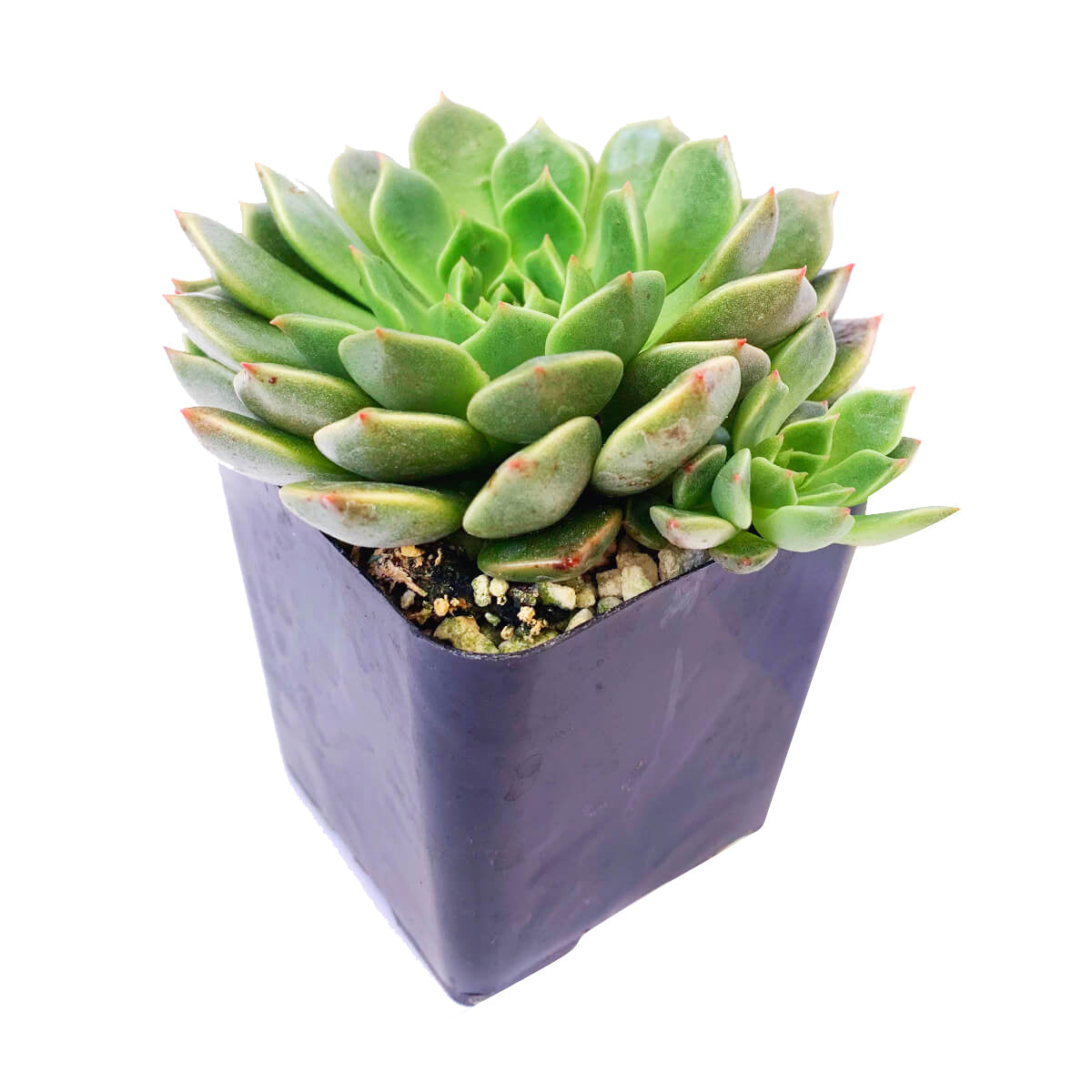 Graptoveria Olivia Succulent