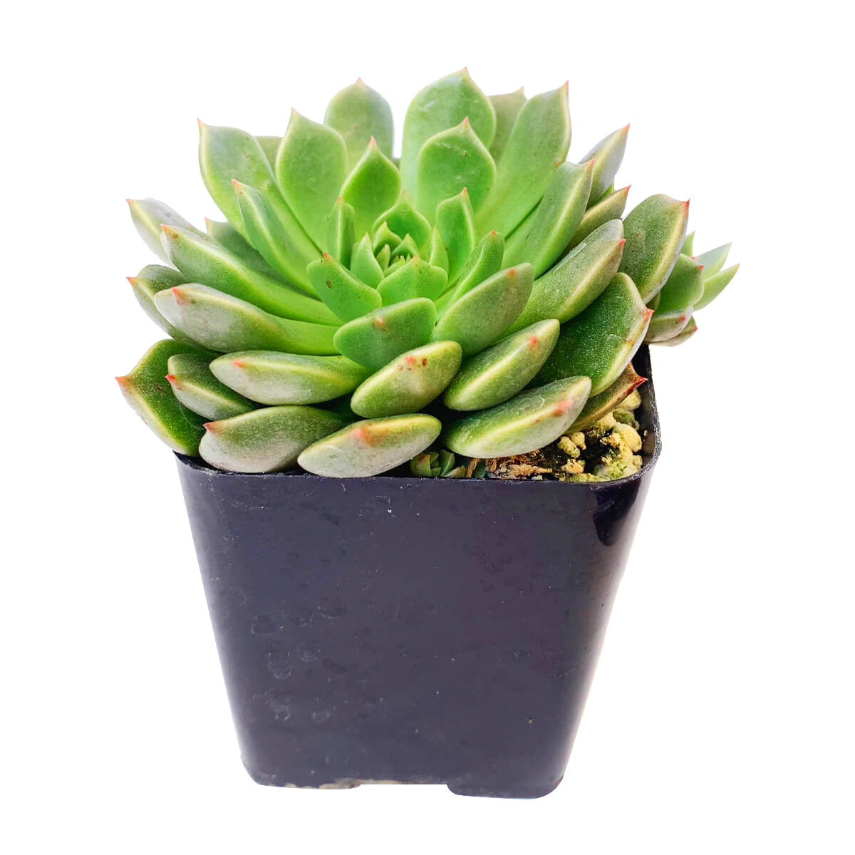 Graptoveria Olivia Succulent