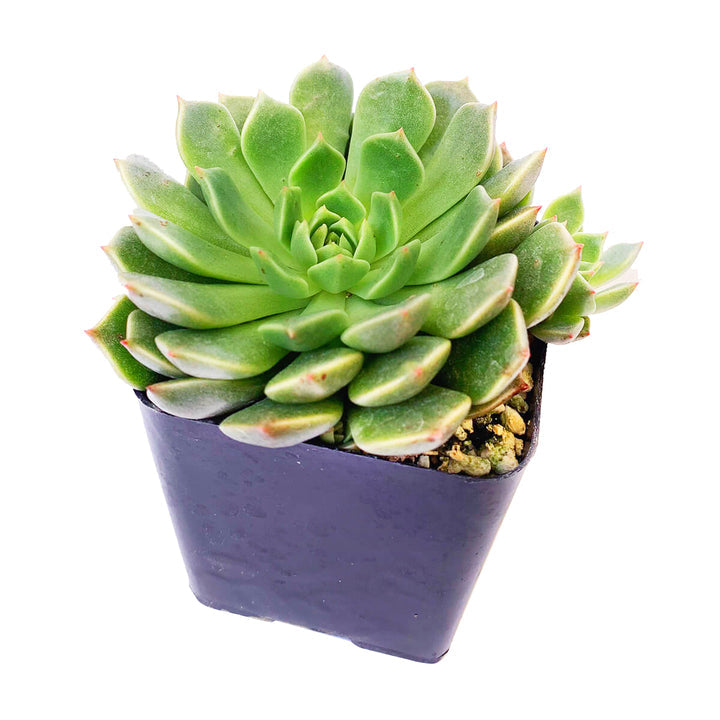 Graptoveria Olivia Succulent