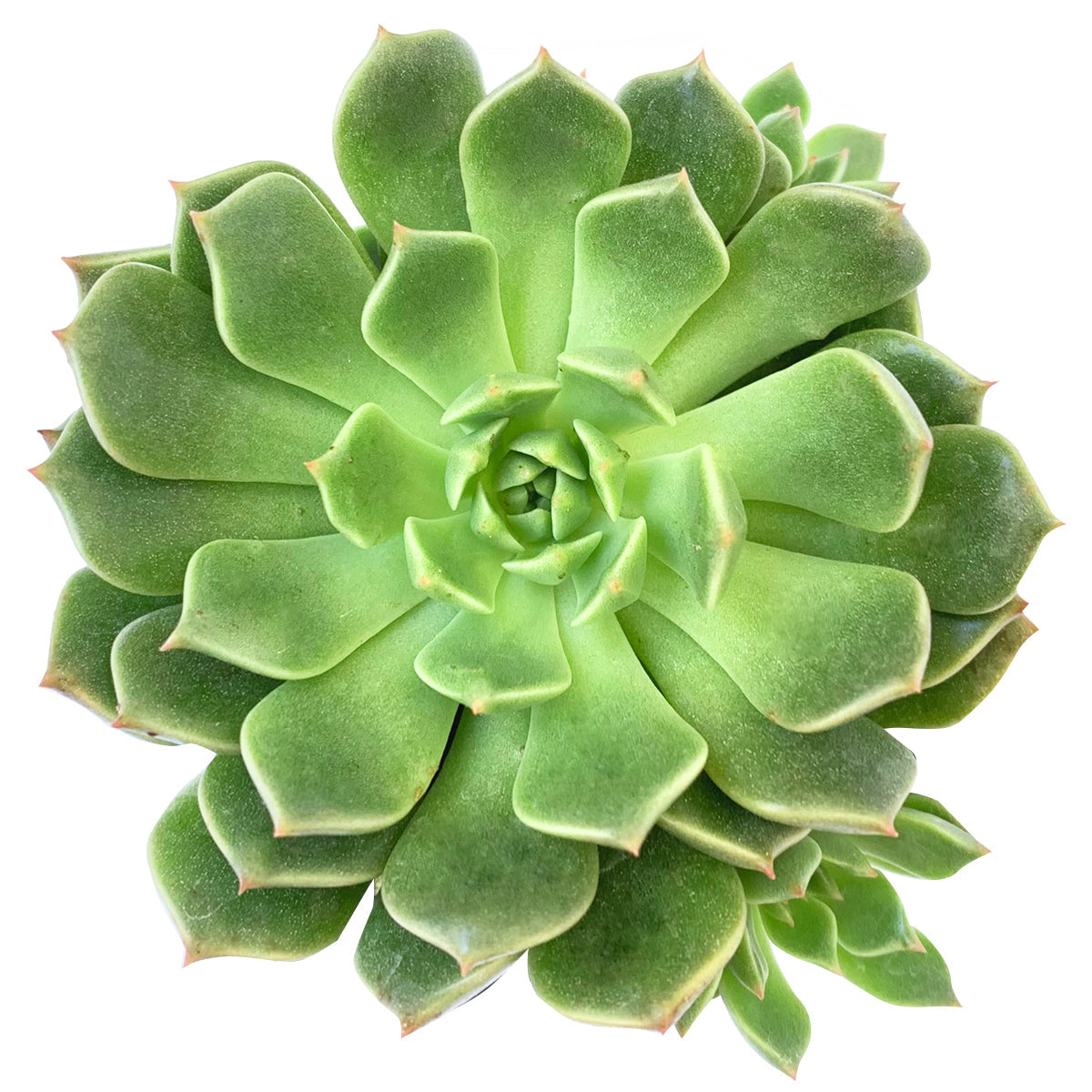 Graptoveria Olivia Succulent