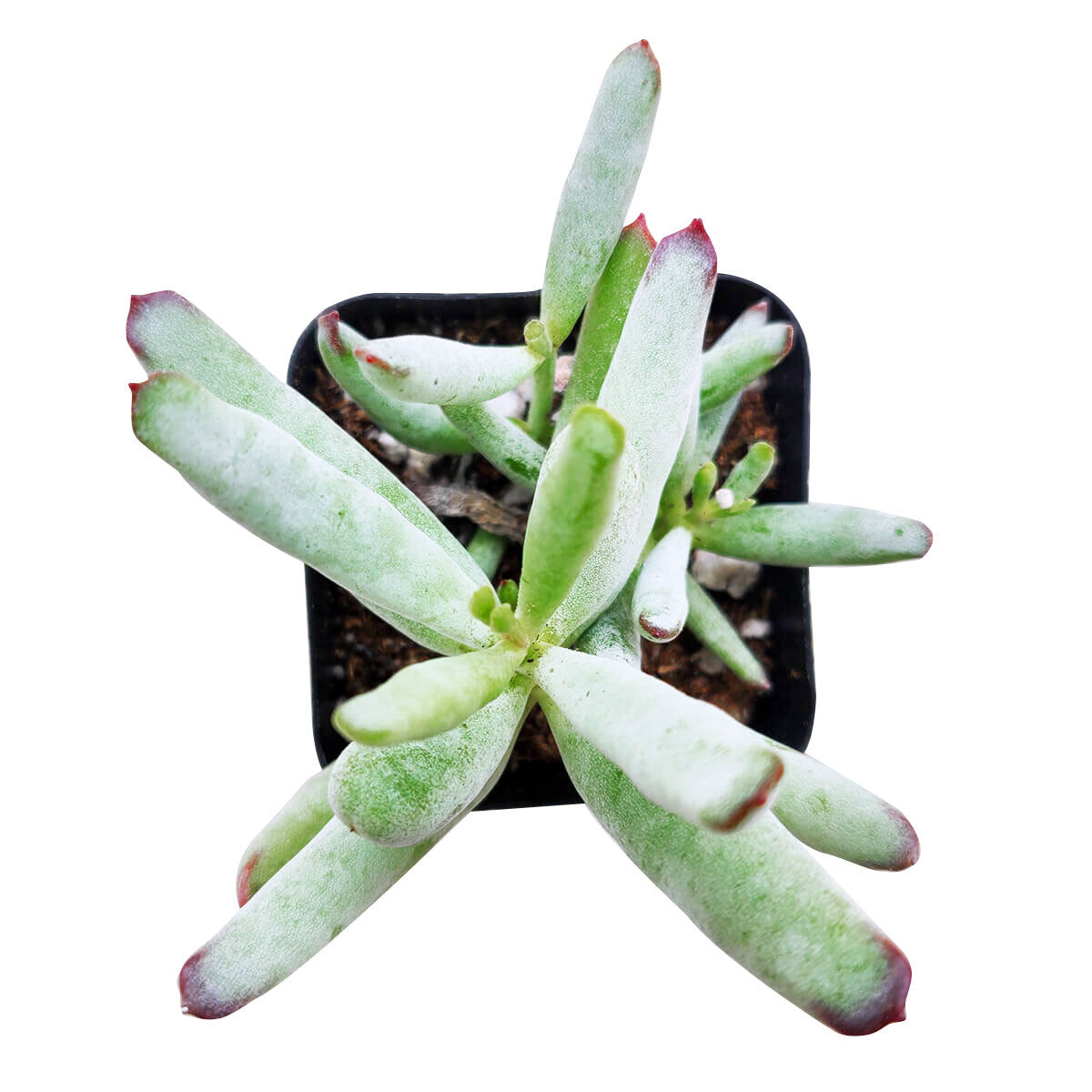 Cotyledon Orbiculata Var. Flanaganii