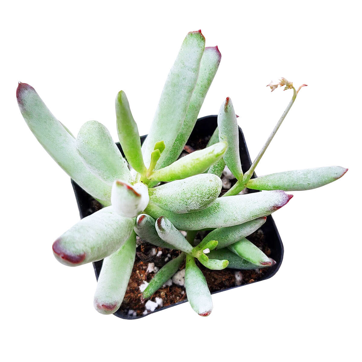 Cotyledon Orbiculata Var. Flanaganii