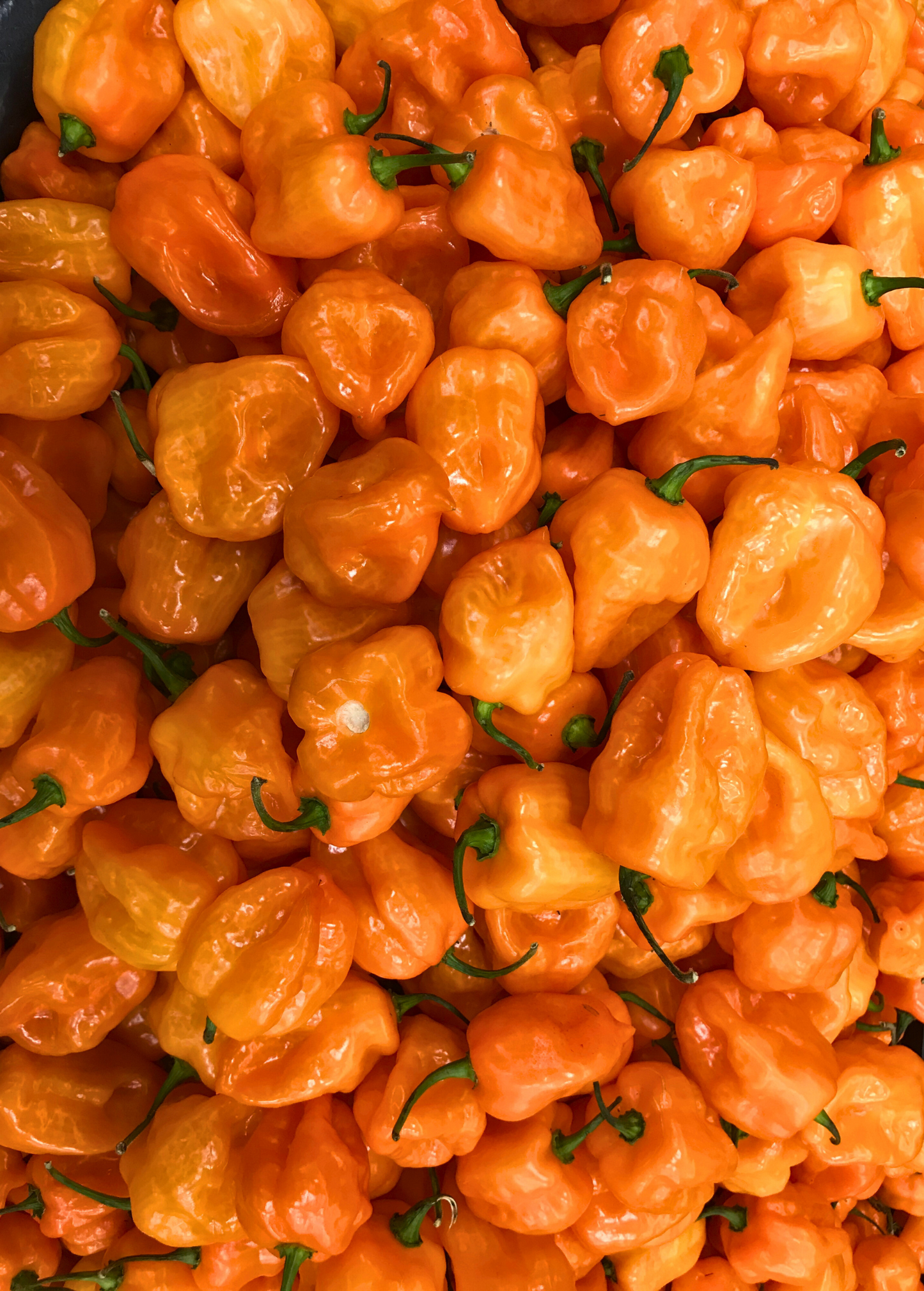 Orange Habanero Pepper (Capsicum chinense)