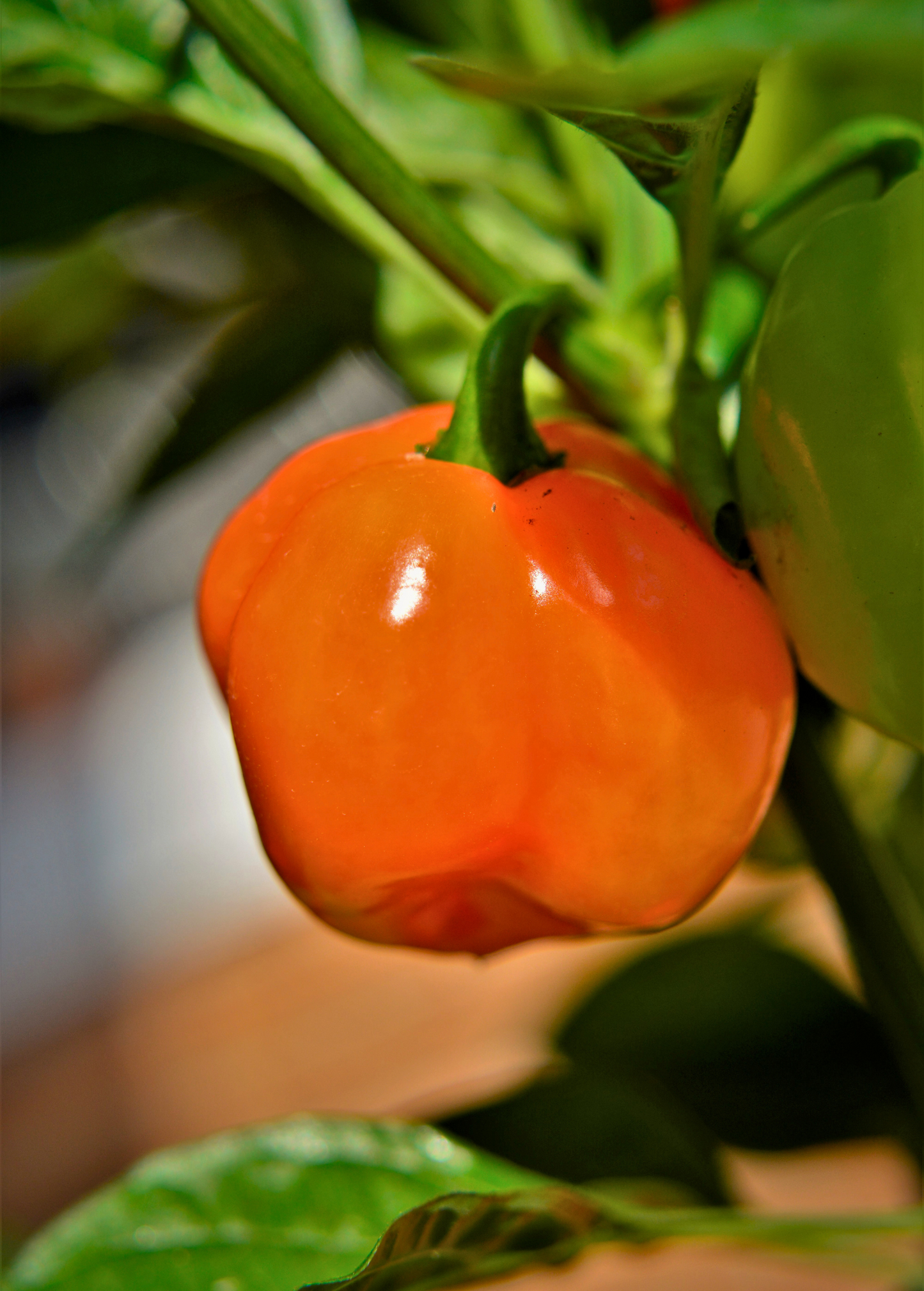 Orange Habanero Pepper (Capsicum chinense)