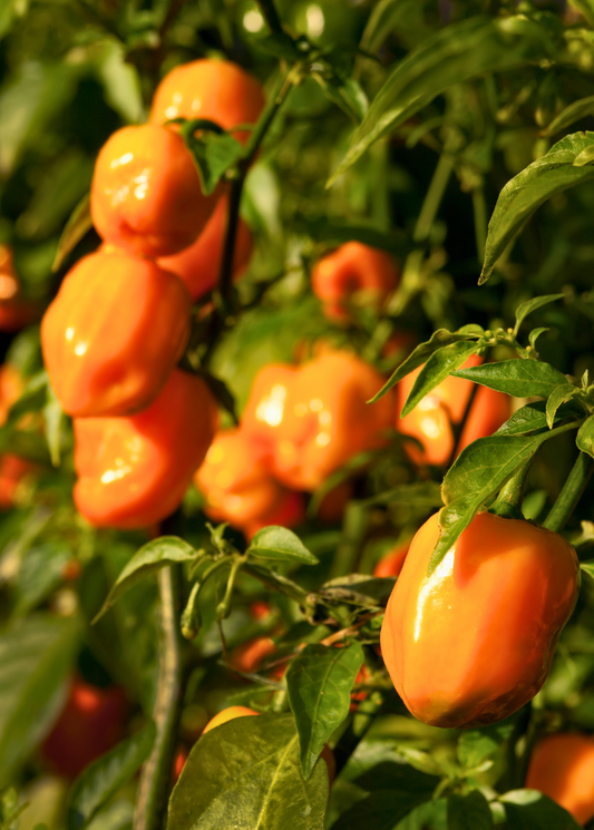 Orange Habanero Pepper (Capsicum chinense)