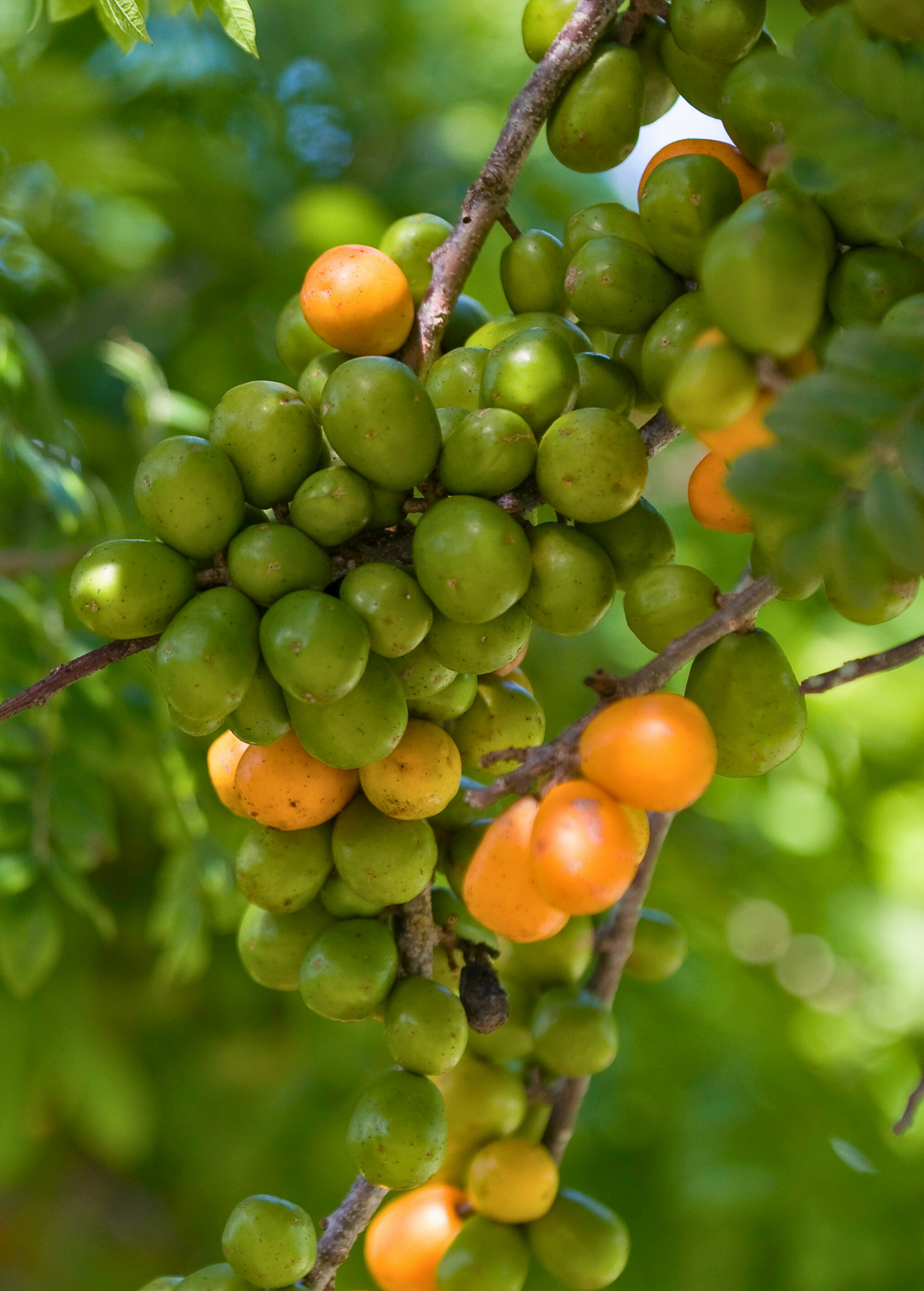 Flacoutera, Indian Plum, Governor’s Plum, Batoko Plum, Rukam, Paniala