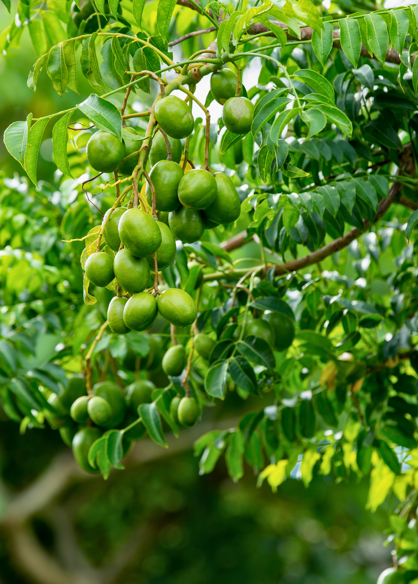 Flacoutera, Indian Plum, Governor’s Plum, Batoko Plum, Rukam, Paniala