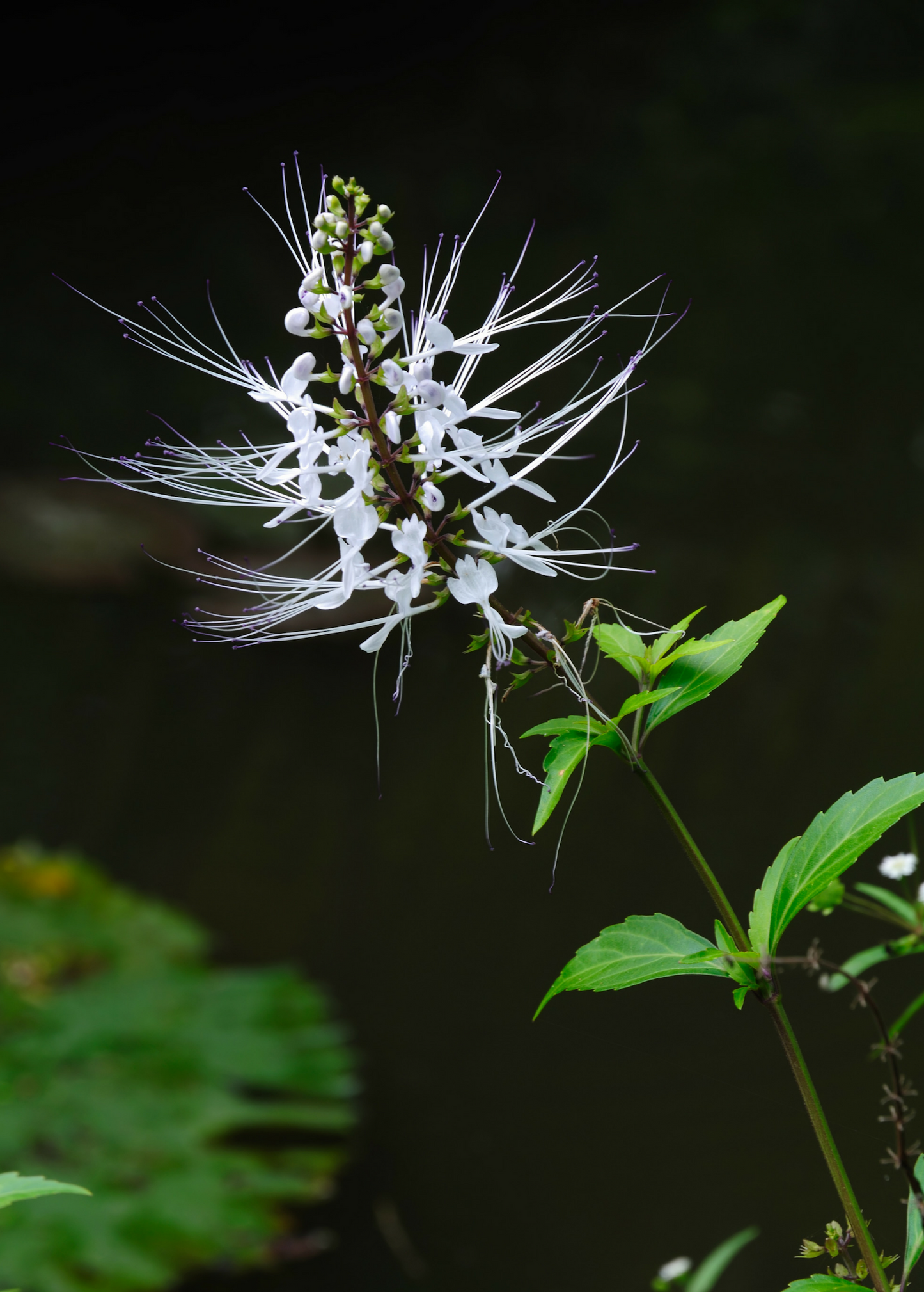 Java Tea (Orthosiphon stamineus)