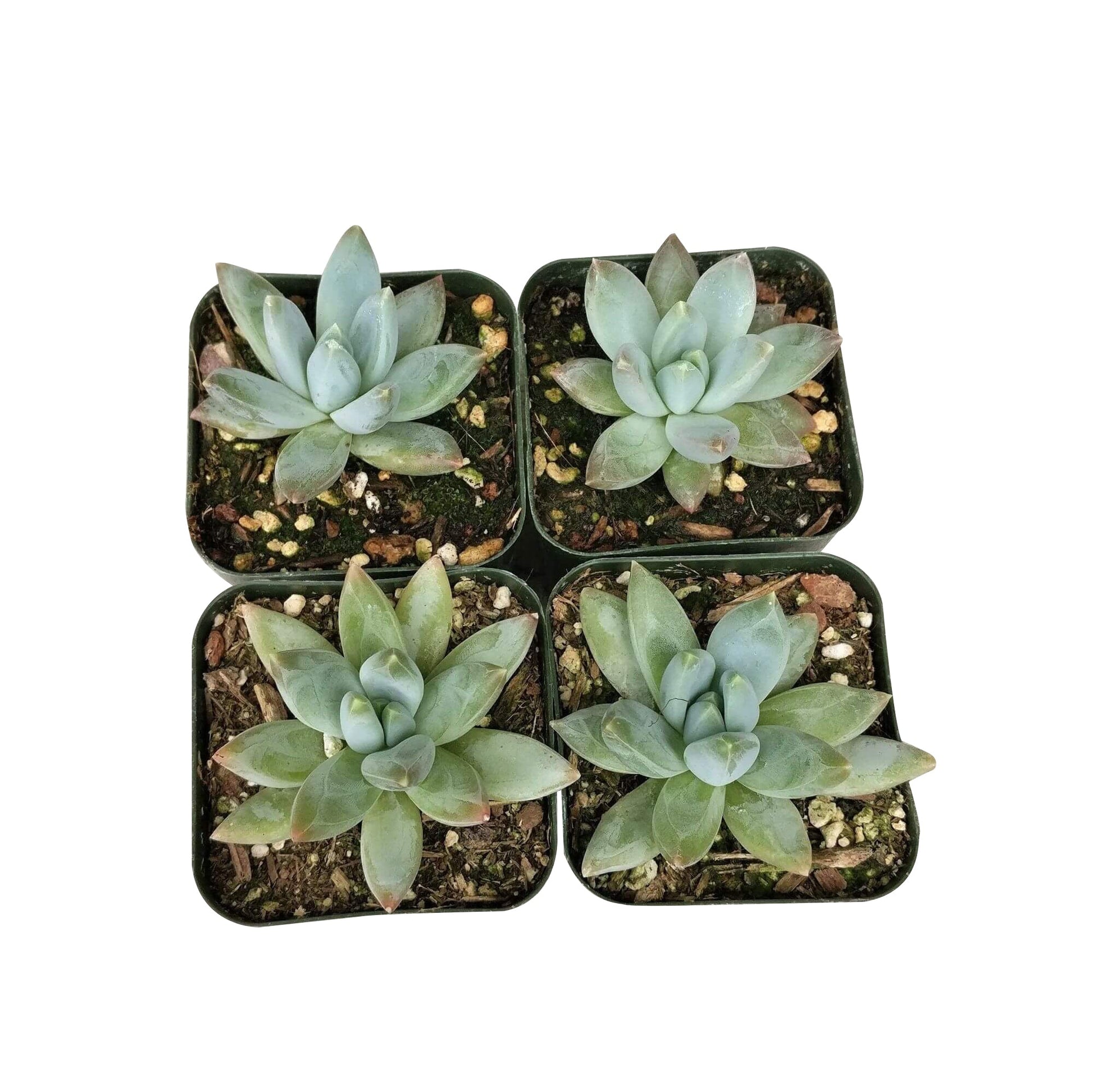 little jewel succulent flowers Pachyveria Little Jewel – Lovehopegrow