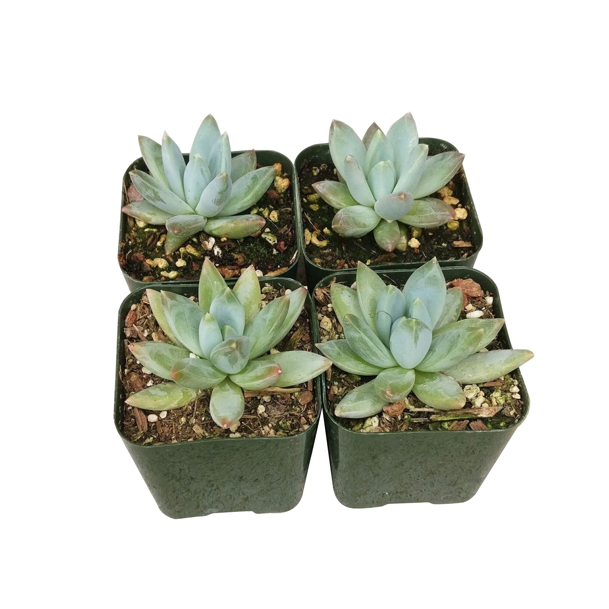 succulent little jewel Pachyveria Little Jewel – Lovehopegrow