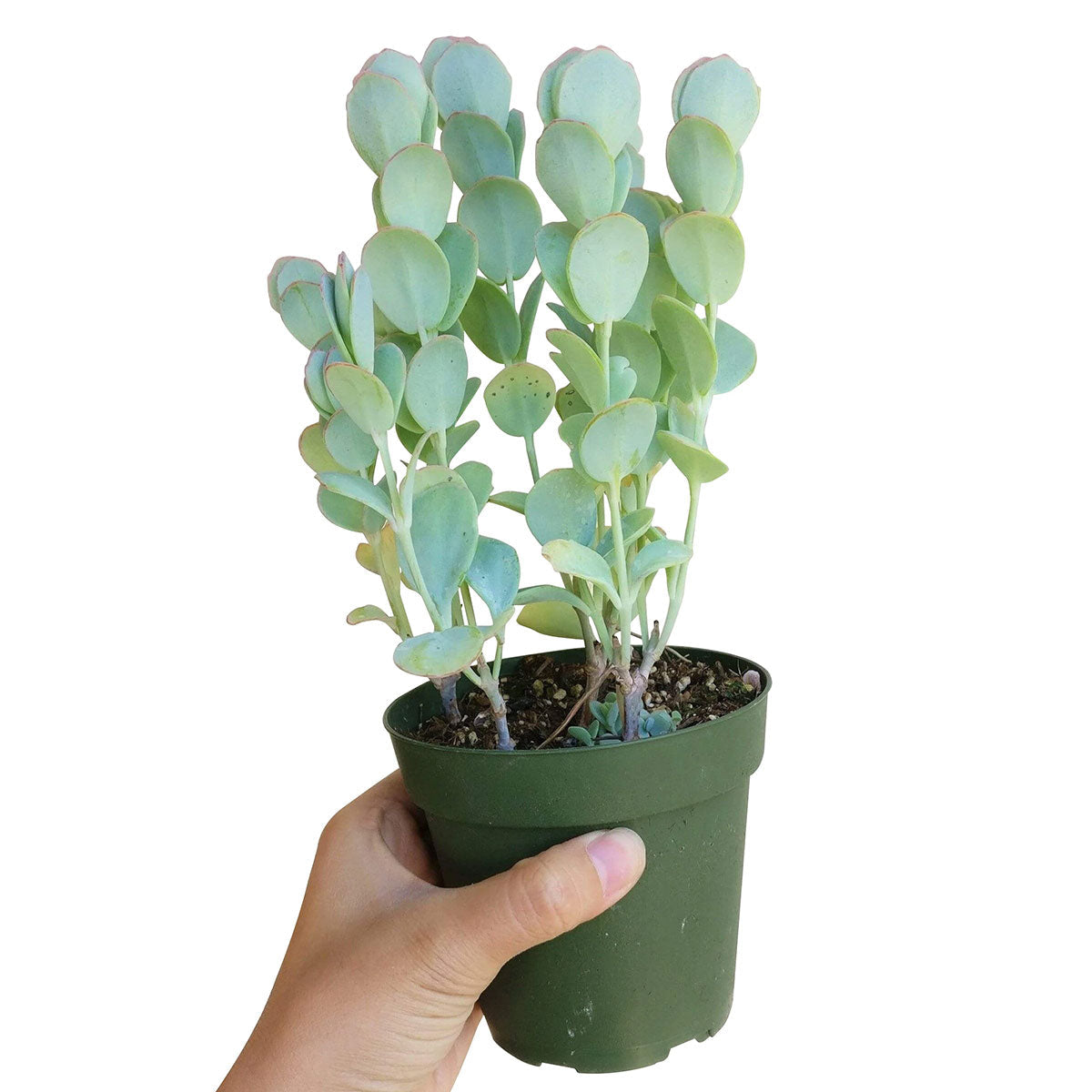 Kalanchoe Panamensis