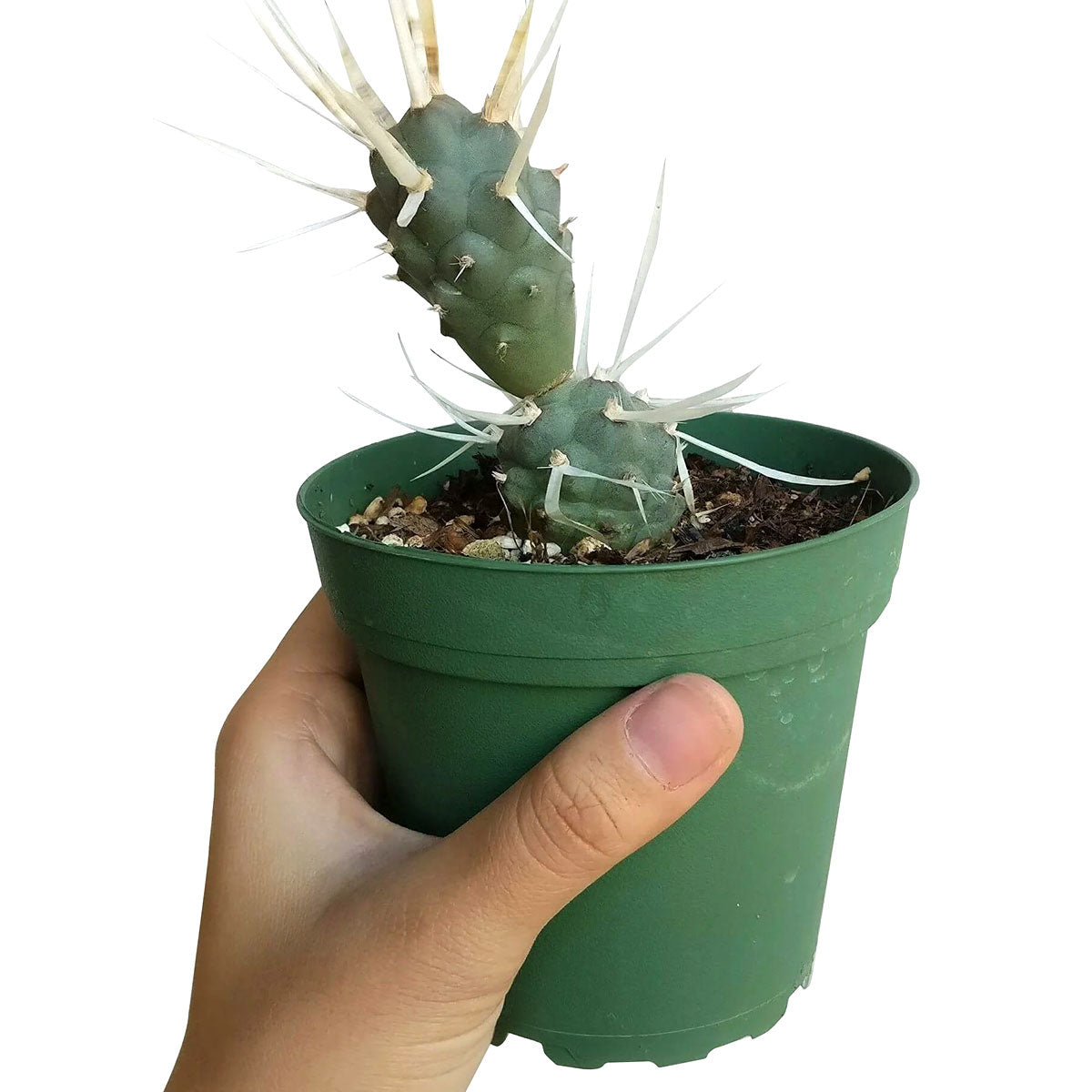 Paper Spine Cactus Tephrocactus