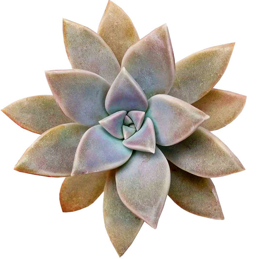 Ghost Plant Graptopetalum Paraguayense