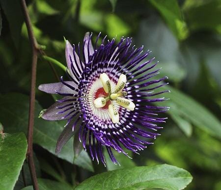 Purple Passion Fruit Vine Maracuya Morado