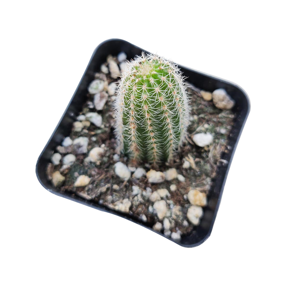 Peanut Cactus Echinopsis