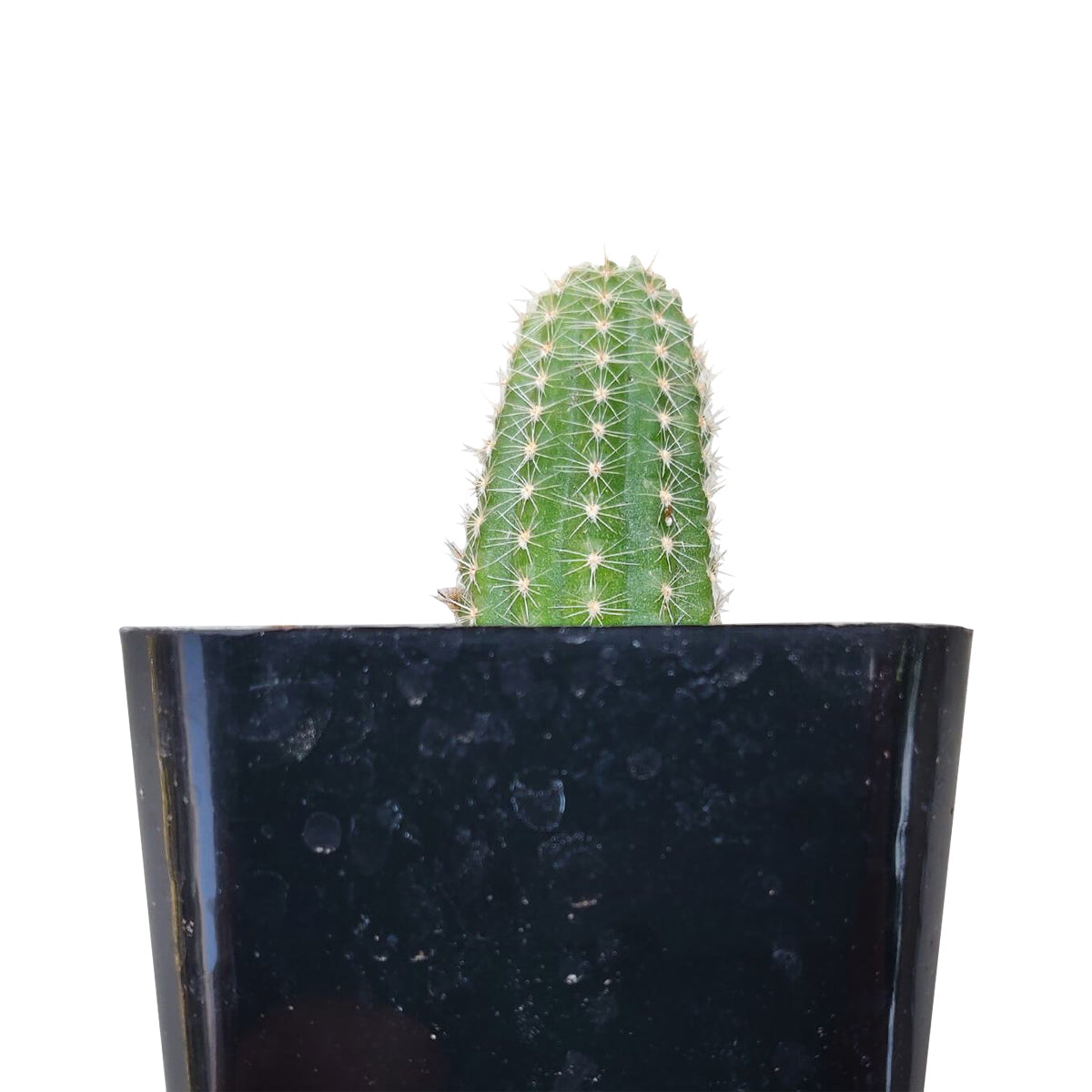 Peanut Cactus Echinopsis