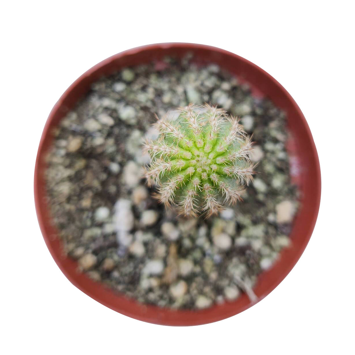 Peanut Cactus Echinopsis