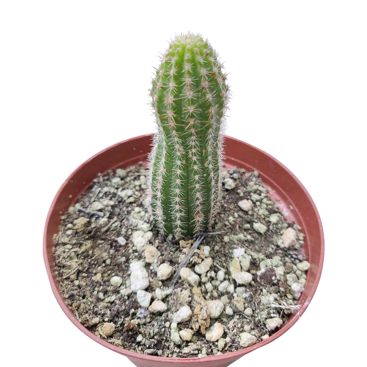 Peanut Cactus Echinopsis