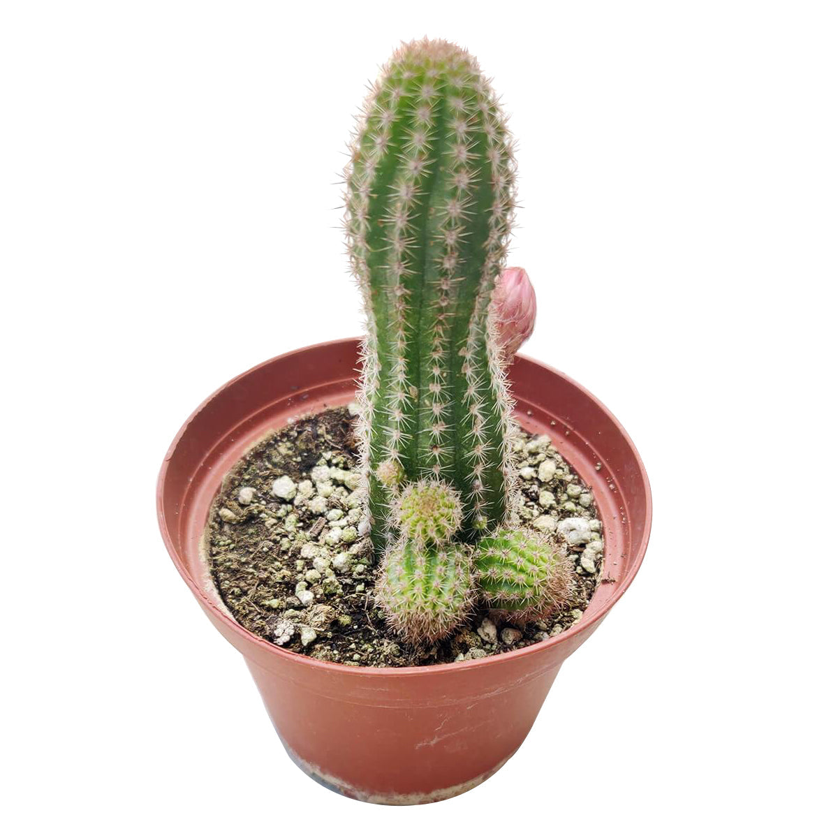 Peanut Cactus Echinopsis